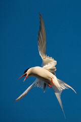 Arctic Tern, Longyearbyen, Svalbard