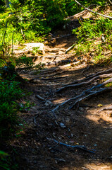 Fototapeta premium dense green forest. Summer winding path between the trees