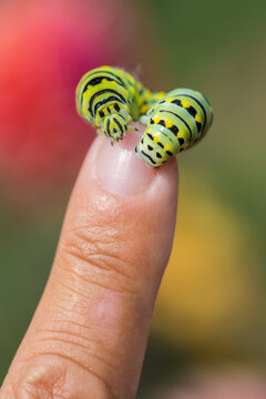 Monarch Caterpillar