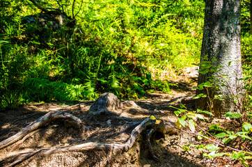 dense green forest. Summer winding path between the trees
