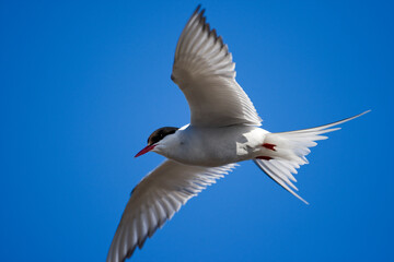 Arctic Tern, Svalbard, Norway