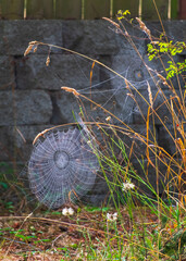 Spiderweb shines with dew on Fall morning