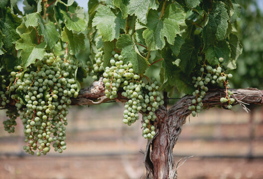 Unripe Cabernet Sauvignon