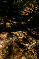 dense green forest. Summer winding path between the trees