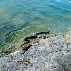 black snake by lake