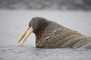 Walrus, Svalbard, Norway