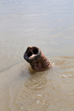 snout of an elephant sticking out from water.