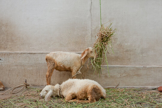 Two sheep eating grass