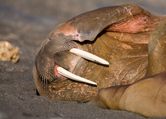 Walrus, Svalbard, Norway