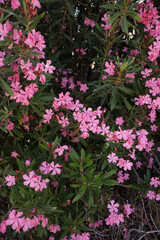 Flower bush nerium oleander apocynaceae family frangokastelo crete island high quality prints