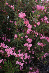 Fototapeta na wymiar Flower bush nerium oleander apocynaceae family frangokastelo crete island high quality prints