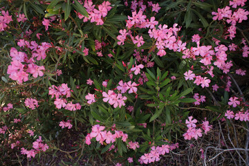 Flower bush nerium oleander apocynaceae family frangokastelo crete island high quality prints