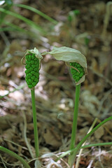 Wild poisonous flower arum creticum araceae family crete island high quality prints