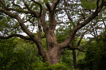 tree in the park