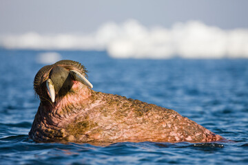 Walrus, Svalbard, Norway