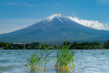 mt fuji by the lake