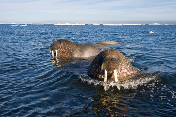 Obraz premium Walrus, Svalbard, Norway