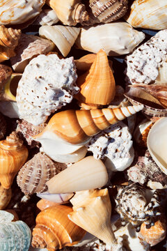 various shells background