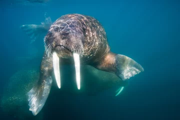 Wall murals Walrus Underwater Walrus, Svalbard, Norway