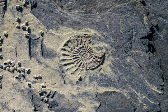 Ammonite fossil embedded in rock
