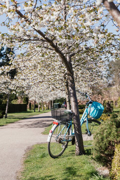 bicycle leaning again blossoming tree in a park