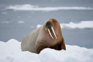 Walrus, Svalbard, Norway