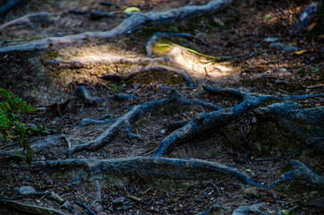 dense green forest. Summer winding path between the trees