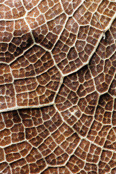 Macro of a wrinkled brown leaf