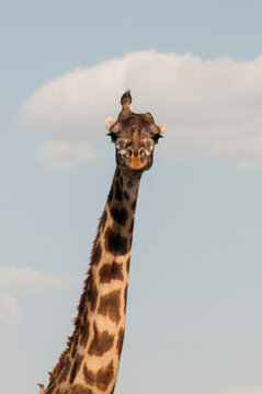 Wierd Giraffe with a single horn in Masai Mara National Reserve, Kenya