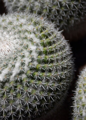Cactus close up 