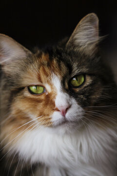 Portrait of a rather glaring Maine Coon cat.