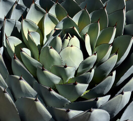 Close up of Agave Cactus