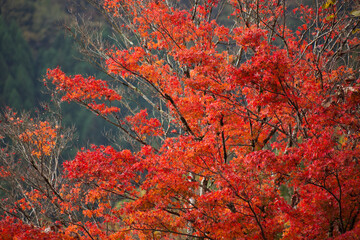 山の紅葉　高千穂峡の山々	