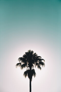 Palm tree silhouette
