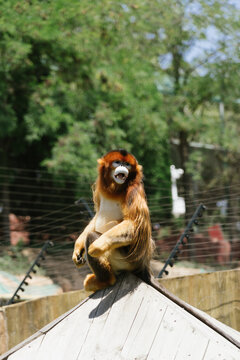 Golden monkey in a zoo