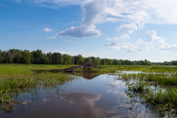 View of a beaver dam in the Plaisance national park, Quebec © jonas
