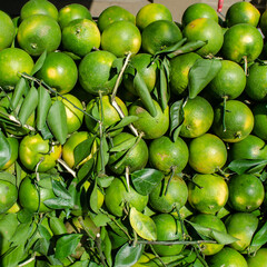 Close up pile of green acidless orange or Citrus sinensis or King orange very famous fruit juice in Cambodia, Originating is from Vietnam and China