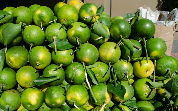 Close up pile of green acidless orange or Citrus sinensis or King orange very famous fruit juice in Cambodia, Originating is from Vietnam and China