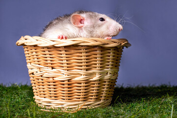 A cute rat dumbo in a basket. Symbol of the New Year.