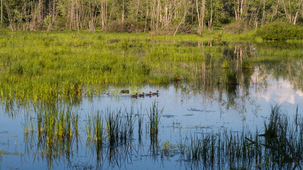 Ducks swimming in a marsh, at the Plaisance national park, Quebec