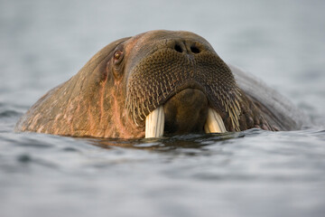 Walrus, Svalbard, Norway