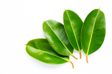Obraz premium Rubber plant leaves on white