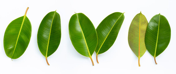 Rubber plant leaves on  white