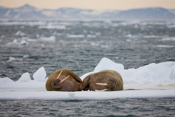 Walrus on Iceberg, Svalbard, Norway