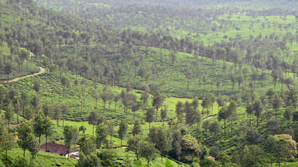 Fototapeta na wymiar Tea plantation in Valparai Tamilnadu India