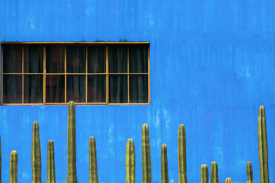 Row of fence post cactus at vivid blue wall