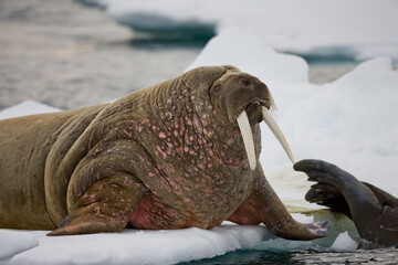 Walrus on Iceberg, Svalbard, Norway
