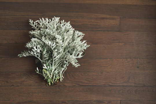 A Bunch Of Dusty Miller Plants