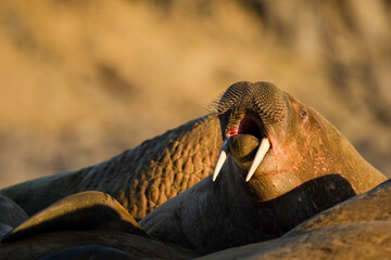 Walrus, Svalbard, Norwaay