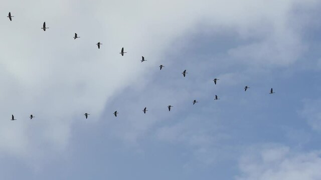 Perfect V shape formation displayed by strong geese in flight on nice sky